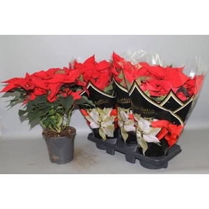 EUPHOR POINSETTIA RED P19