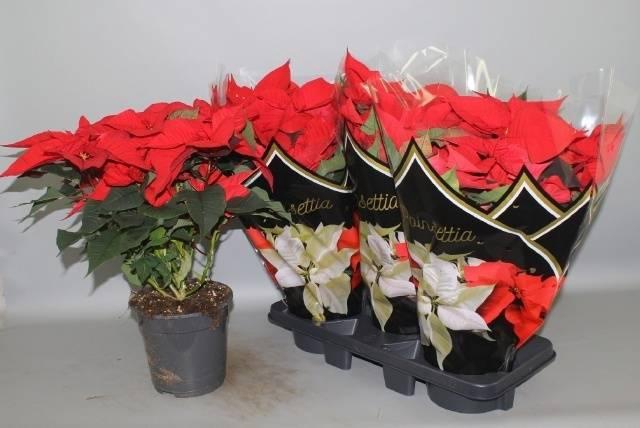 <h4>EUPHOR POINSETTIA RED P19</h4>
