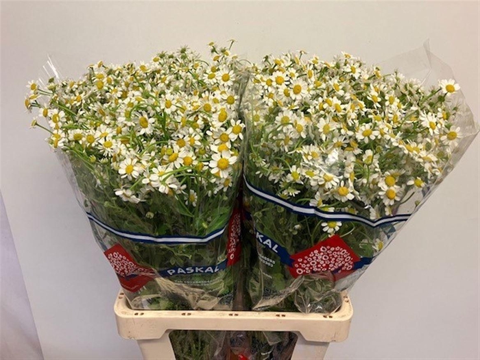 <h4>TANA PA CAMERON</h4>