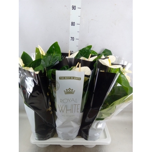 Anthurium andr. 'Alaska'