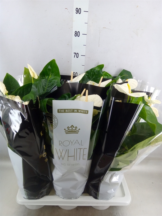 <h4>Anthurium andr. 'Alaska'</h4>