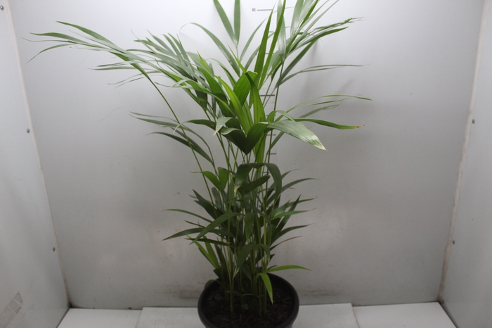 <h4>ARECA BAMBU P24</h4>