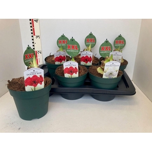 Hippeastrum   ...mix 2