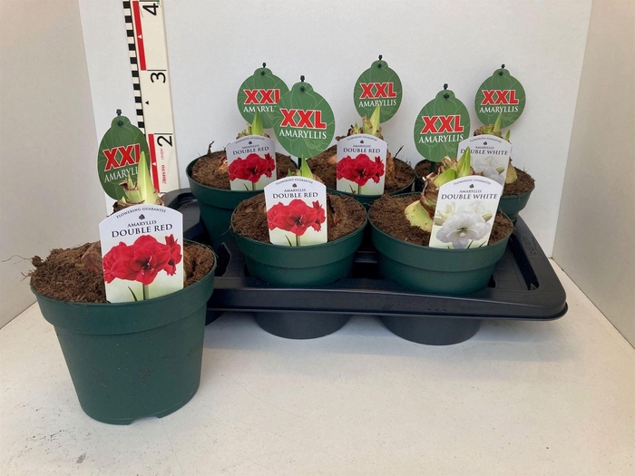 <h4>Hippeastrum   ...mix 2</h4>