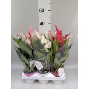 Anthurium   ...mix