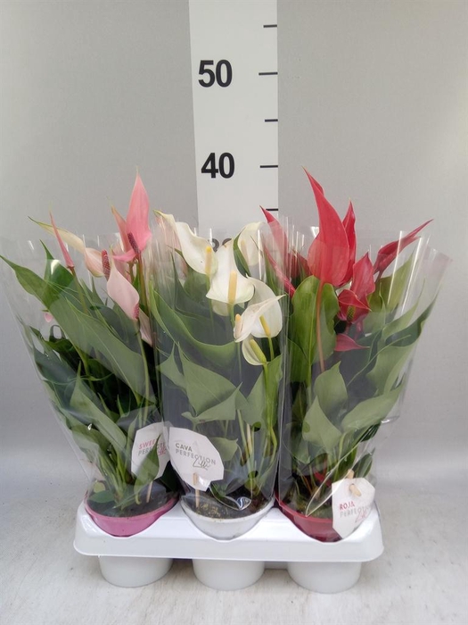<h4>Anthurium   ...mix</h4>