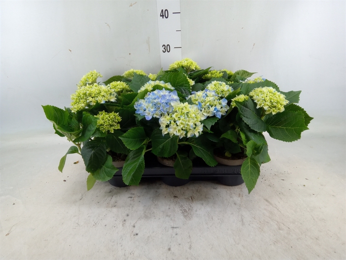 <h4>Hydrangea mac.   ...</h4>