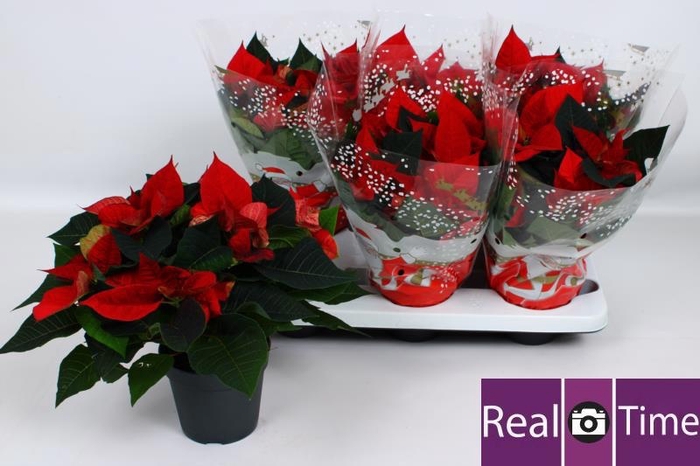 <h4>EUPHOR P CHR EVE</h4>