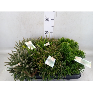Rhipsalis   ...mix