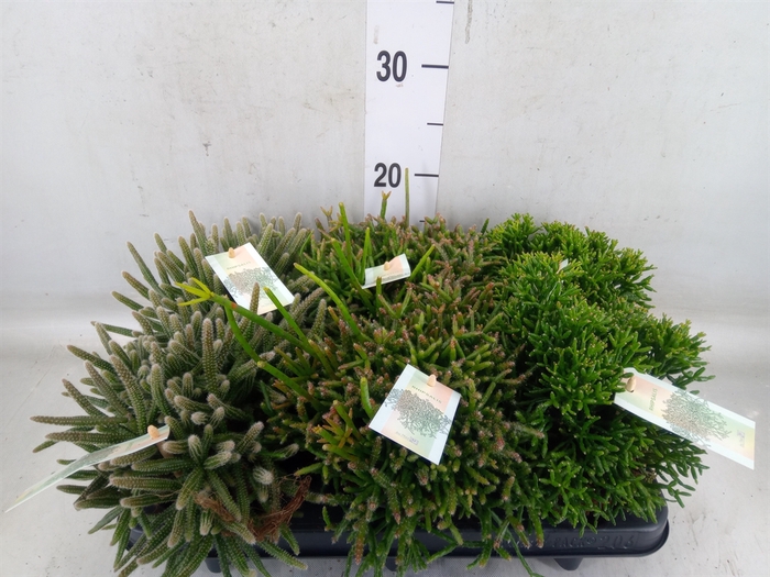 <h4>Rhipsalis   ...mix</h4>