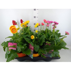 Gerbera  'Garvinea'   ...mix