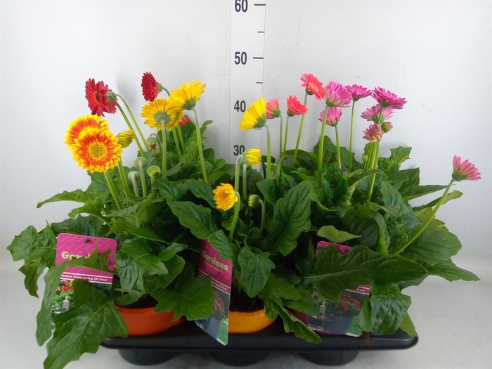 <h4>Gerbera  'Garvinea'   ...mix</h4>
