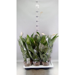 SPATHIPHYLLUM  'DIAMOND' VARIEGATA