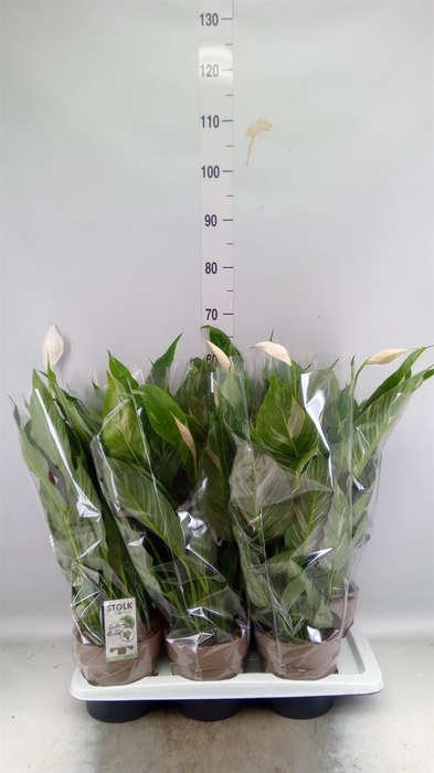 <h4>Spathiphyllum  'Diamond'</h4>