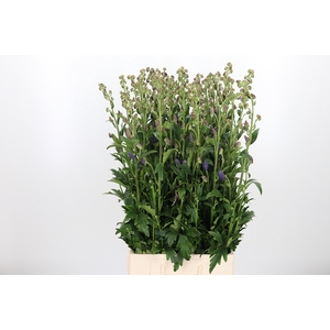 Aconitum Arendsii