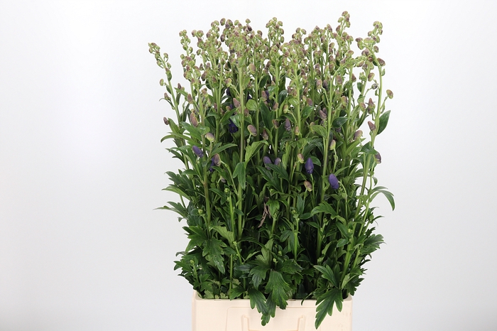 <h4>Aconitum Arendsii</h4>