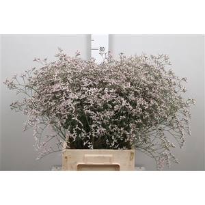 Lim Tall Pink Emille