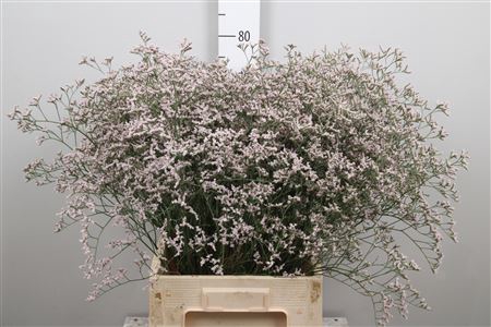 <h4>Lim Tall Pink Emille</h4>