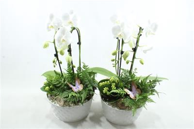 <h4>8053 Zink Wit Phal</h4>