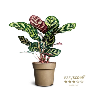 CALATHEA MAKOYANA P11