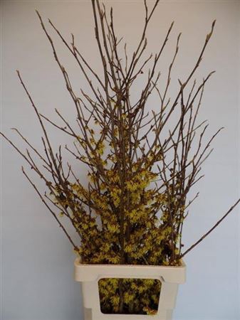 <h4>Hamamelis Mollis Yellow</h4>