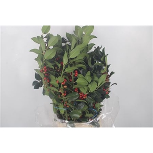 Ilex Green Per Bunch