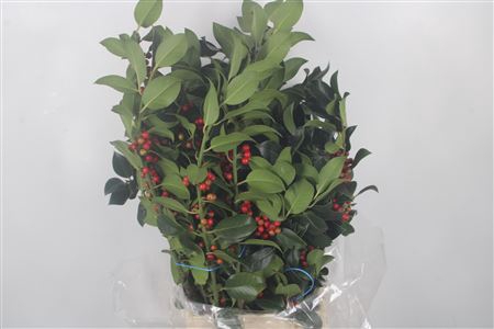 <h4>Ilex Green Per Bunch</h4>