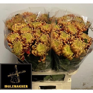 CHRYSANTHEMUM PL 'FUEGO'