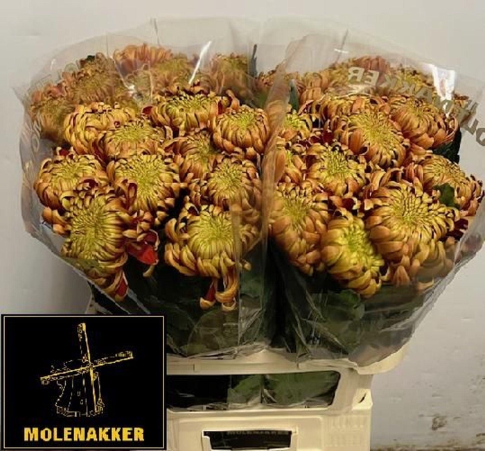 <h4>CHRYSANTHEMUM PL 'FUEGO'</h4>