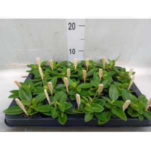 Peperomia pros. 'Pixie'