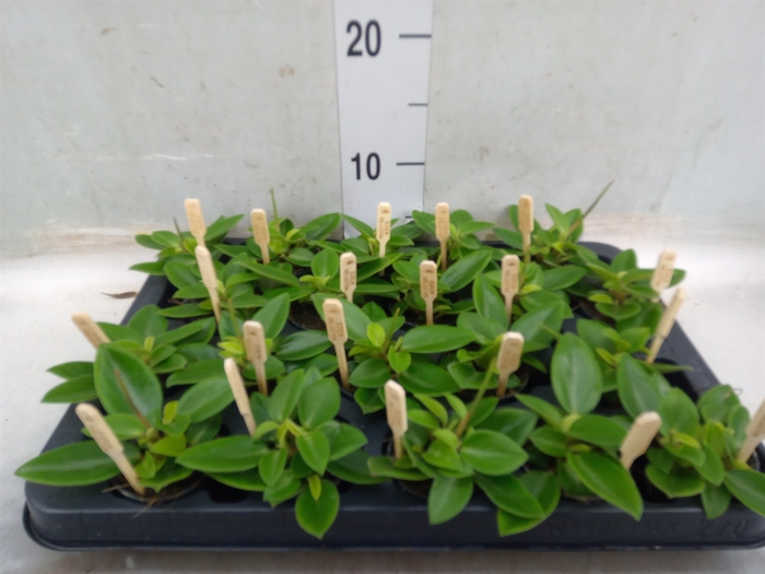 <h4>Peperomia pros. 'Pixie'</h4>