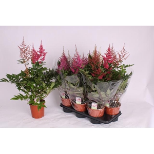 Astilbe mix 15Ø 65cm