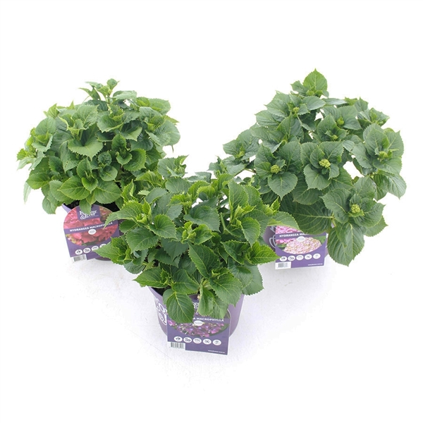 <h4>Hydrangea macr. Forever & Ever® MIX C5 (23cm.) Kn.</h4>