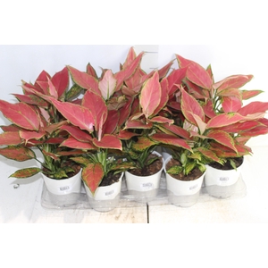 AGLAONEMA CHERRY BABY P12