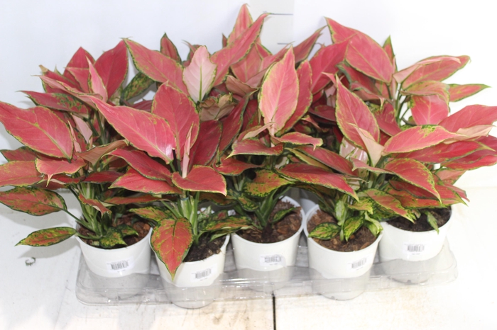 <h4>AGLAONEMA CHERRY BABY P12</h4>