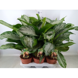 Aglaonema  'Silver Bay'