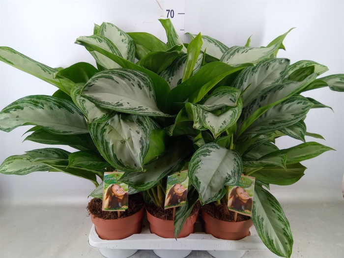 <h4>Aglaonema  'Silver Bay'</h4>