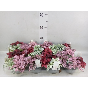 Hypoestes phyllo.   ...mix