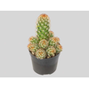 CACTUS MAMMILLARIA ELONGATA P09