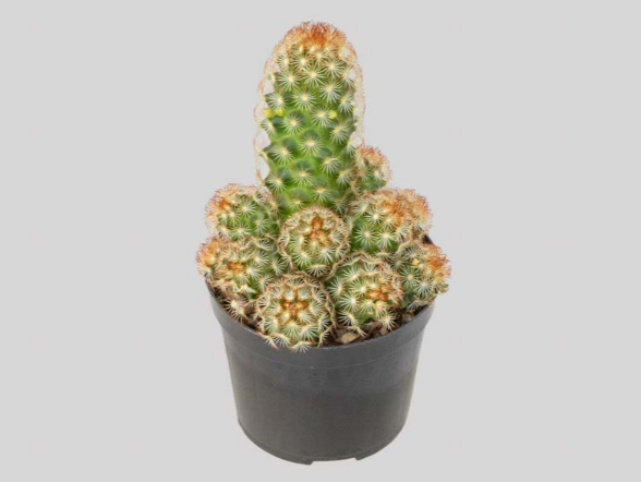 CACTUS MAMMILLARIA ELONGATA P09