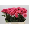 Dahlia Doris Duke