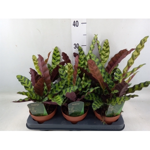 Calathea lancifolia