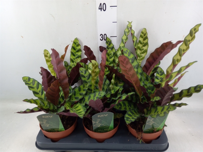 <h4>Calathea lancifolia</h4>