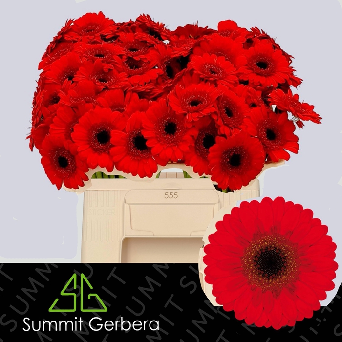 <h4>GE MI NIRVANA</h4>