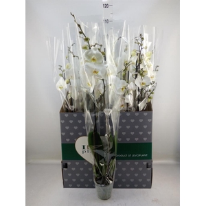 Phalaenopsis   ...white