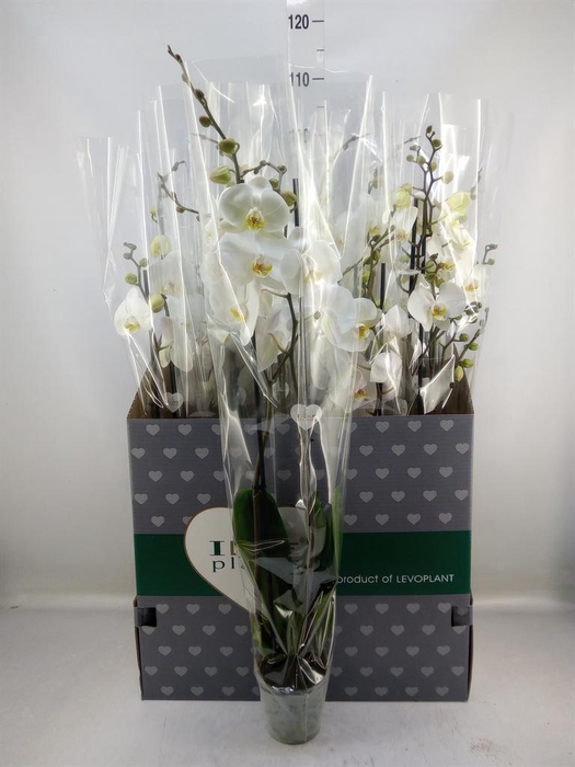 <h4>Phalaenopsis   ...white</h4>