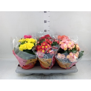 Begonia elat. DU ...mix