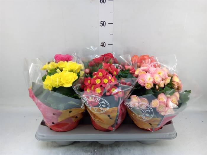 <h4>Begonia elat. DU ...mix</h4>