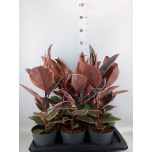 Ficus elastica 'Belize'