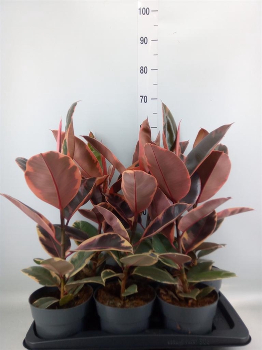 <h4>Ficus elastica 'Belize'</h4>